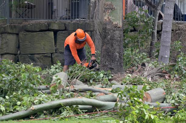 How Our Tree Care Process Works  in  Twin Lakes, NM